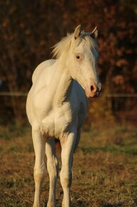 Fewspot Appaloosa colt - 3