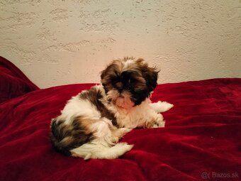 Shih-tzu, Shi - tzu - 3