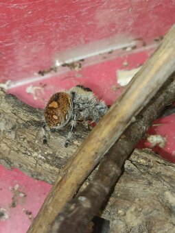 Skákavky Phidippus regius Everglades párik - 3