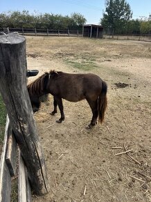 Mini pony - 3