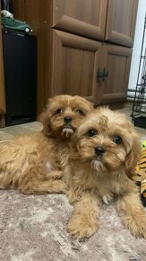 Cavapoo, cavapo (mama cavapoo, otec pudel) - 3