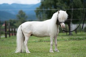 Minihorse pripúštanie - 3