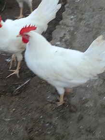 Leghorn - 3