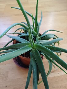 Predam Aloe vera - 3