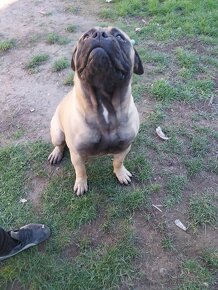 Napredaj bullmastiff - 3