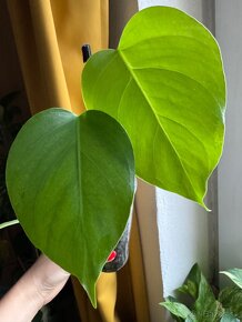 monstera aurea - 3