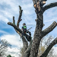 Vypilovanie rizikove opilovanie stromov a krikov arboristika - 3