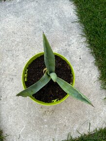 Agave (vyska 13cm) - 3