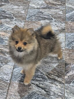 Pomeranian špic niẓ̌šieho vzrastu - 3