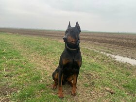 Doberman na krytie - 3