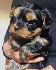 Yorkshire terrier - 3