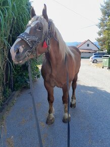 Predám -vymením poliaka žrebca 800kg - 3