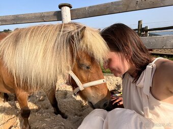 Minihorse - 3