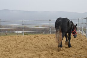 Predám valacha - Percheron - 3