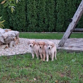 Zlatý retriever, Golden retriever - 3