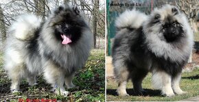 Německý špic vlčí / keeshond prodám štěňata s PP - 3