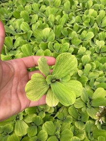 Pistia stratiotes - Vodný šalát - 3