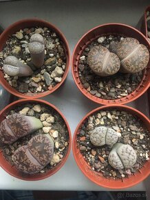 Zive kamene, lithops - 3