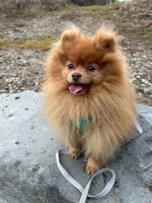 Pomeranian psik - 3