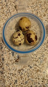 Prepeličie a Perličie vajcia - 3