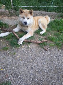 Akita inu -hachiko - 3