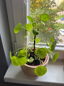 Pilea peperomioides - mladé rastlinky - 3