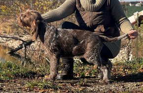 Italský spinone - 3