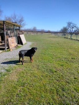 Rotvajler, rottweiler - 3