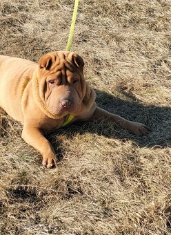 Shar-pei - 3