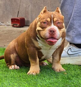 American Bully - 3