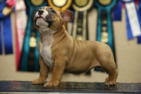 AMERICAN BULLY - 3