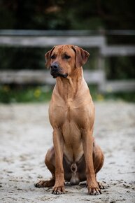 Rhodesian Ridgeback šteniatka s PP - 3