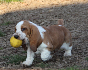 Basset Hound - šteniatka s PP zo zahraničného krytia - 3