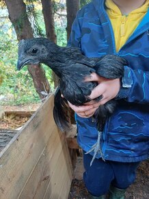 Ayam Cemani - 3