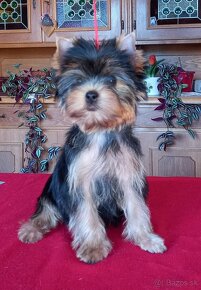 YORKSHIRE TERRIER  s PP - 3