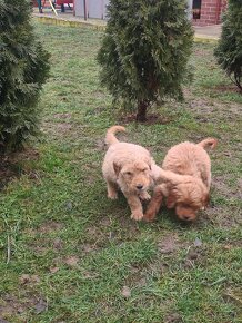 Goldendoodle - 3