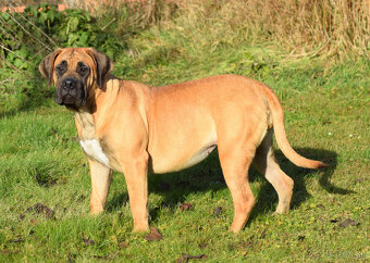 búrský buldok- boerboel-feny-garance zdravých kloubů - 3