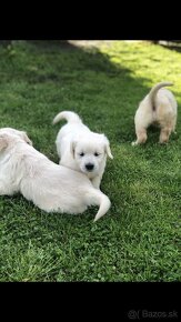 Zlaty retriever-Golden retriever - 3