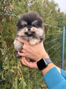 Špic Pomeranian čierno pálený - 3