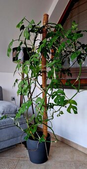 Monstera na predaj- výška 150 cm - 3