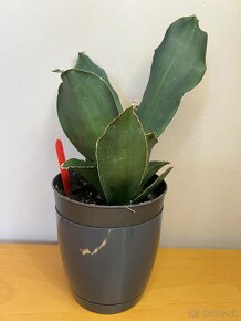 Sansevieria star rose - 3