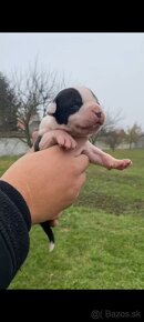 American Bully - 3