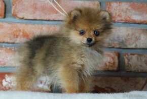 Pomeranian - 3