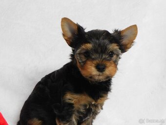 Yorkshire terrier spp - 3