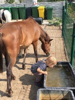 Welsh pony valach na predaj - 3