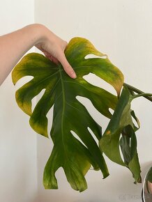 Monstera - 3