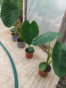 Kolokazia - Colocasia esculenta - Slonie ucho - 3