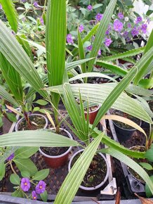 Palma Washingtonia Robusta - 3