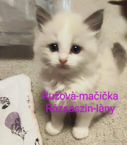 Ragdoll mačiatka bez PP - 3