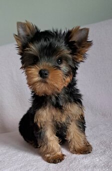 YORKSHIRE TERRIER - 3